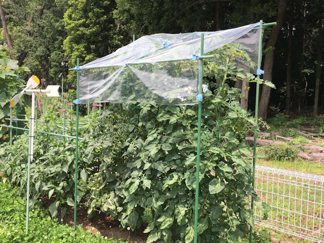 ミニトマトの雨よけ屋根は自作できます さとっちゃん菜園とガーデニング