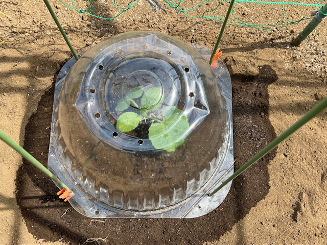 空飛ぶカボチャ空中栽培　苗を定植して苗ドーム設置