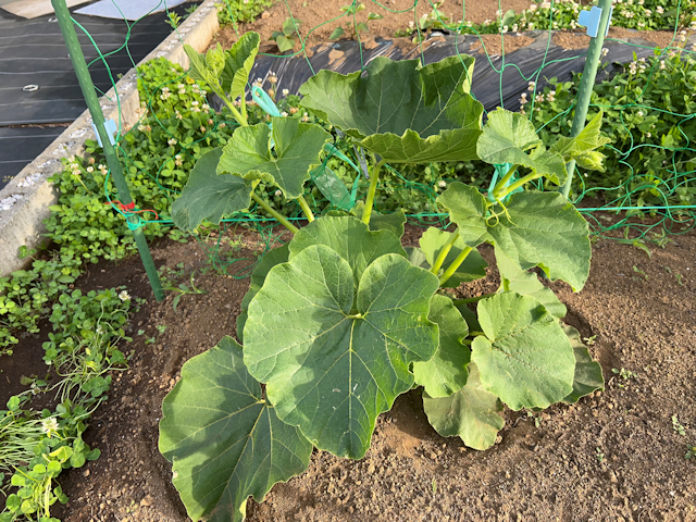 空飛ぶカボチャ空中栽培　苗を定植して苗ドーム設置