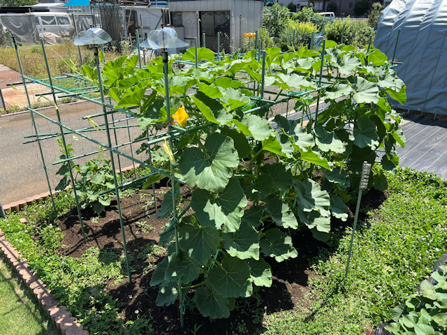 空飛ぶカボチャ空中栽培　雌花が咲き始めます