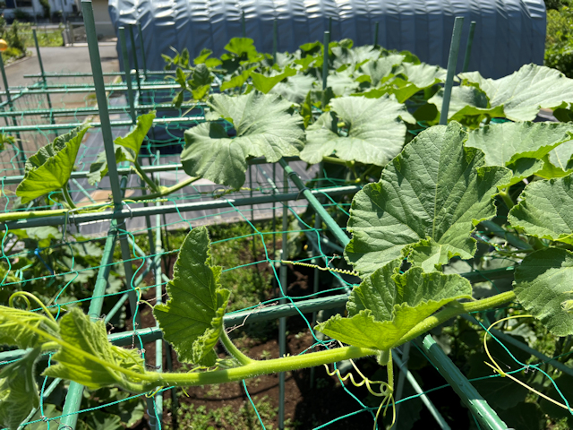 空飛ぶカボチャ空中栽培　雌花が咲き始めます