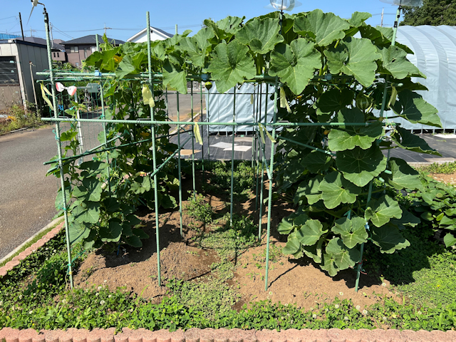 空飛ぶカボチャ空中栽培　雌花が咲き始めます