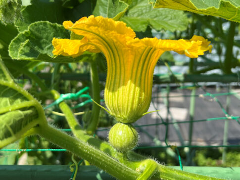 空飛ぶカボチャ空中栽培　雌花が咲き始めます