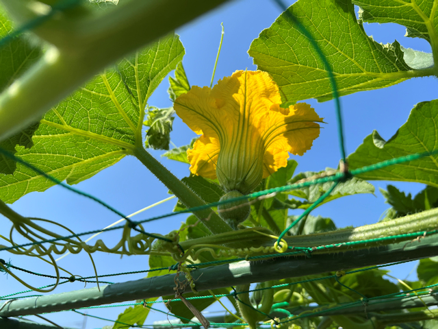 空飛ぶカボチャ空中栽培　雌花が咲き始めます