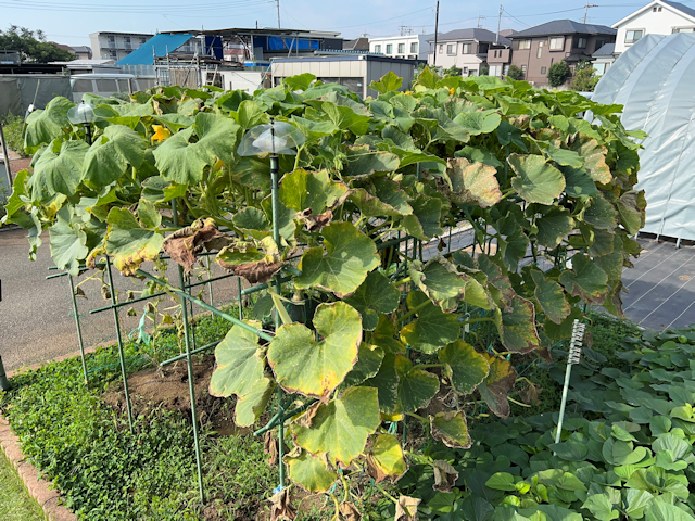 空飛ぶカボチャ空中栽培 収穫間近 うどん粉病発生