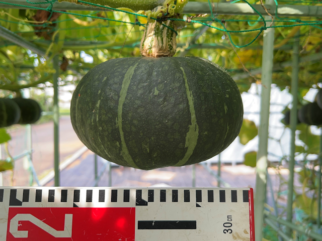 空飛ぶカボチャ空中栽培 収穫間近 うどん粉病発生