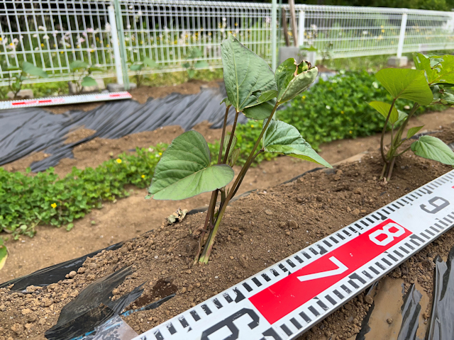 紅はるか　サツマイモ栽培と収穫