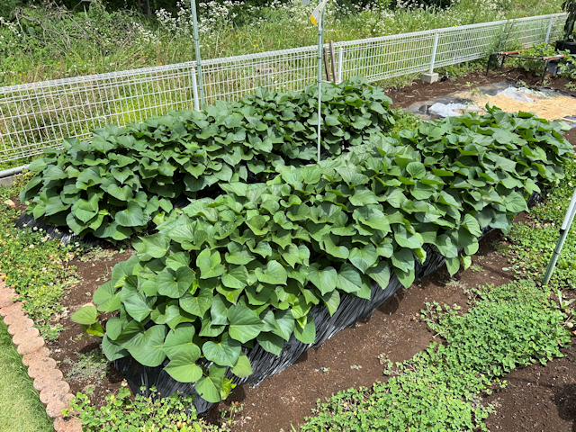 紅はるか　サツマイモ栽培と収穫