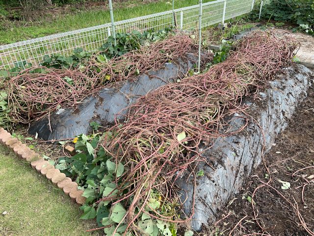 紅はるか　サツマイモ栽培と収穫