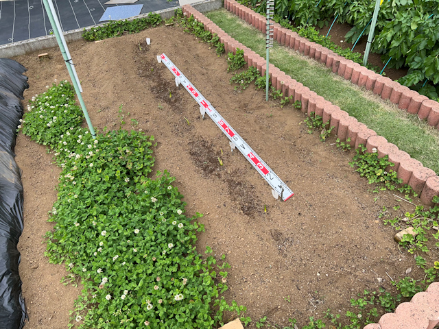 サトイモの種芋親芋を加温して芽出し 土垂れ 植付け