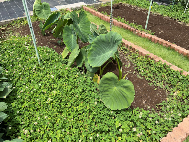 サトイモの種芋親芋を加温して芽出し 土垂れ 植付け