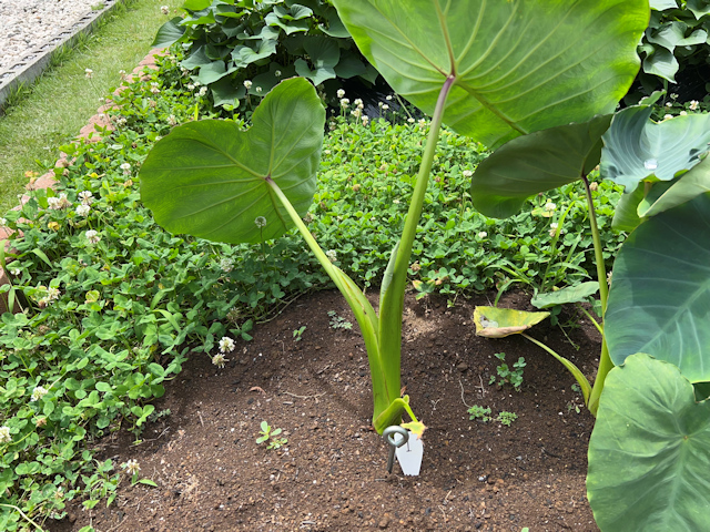 サトイモの種芋親芋を加温して芽出し 土垂れ 植付け