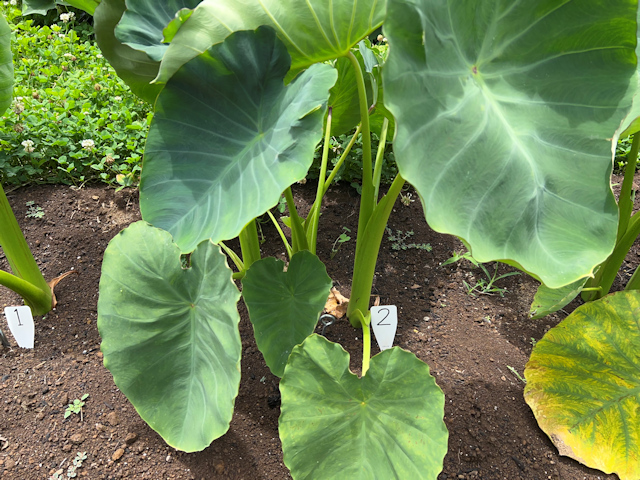 サトイモの種芋親芋を加温して芽出し 土垂れ 植付け