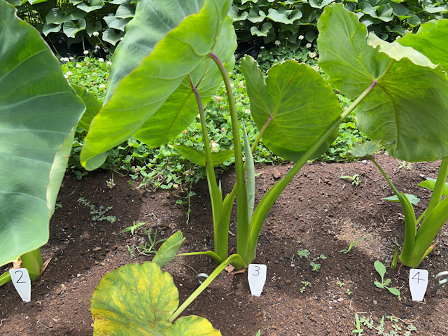 サトイモの種芋親芋を加温して芽出し 土垂れ 植付け