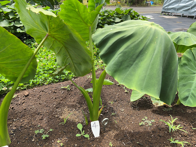 サトイモの種芋親芋を加温して芽出し 土垂れ 植付け