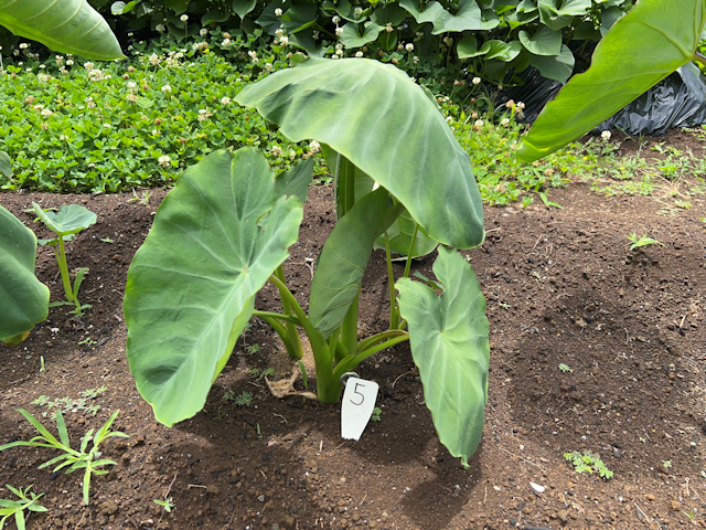 サトイモの種芋親芋を加温して芽出し 土垂れ 植付け