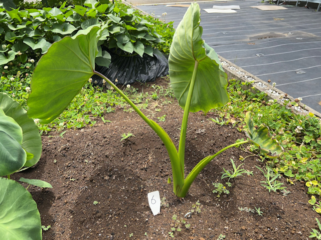 サトイモの種芋親芋を加温して芽出し 土垂れ 植付け