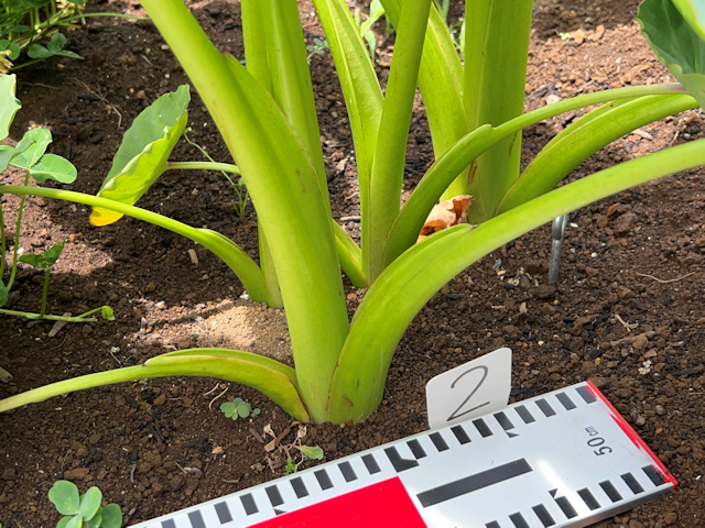 サトイモの種芋親芋を加温して芽出し 土垂れ 植付け