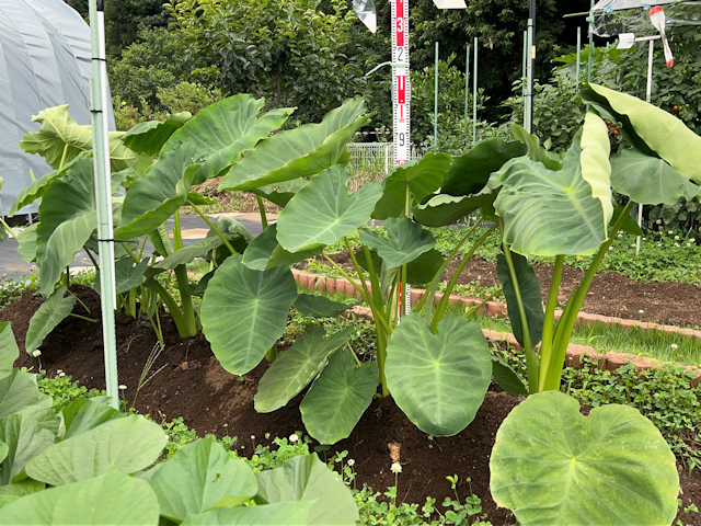 サトイモの種芋親芋を加温して芽出し 土垂れ 植付け