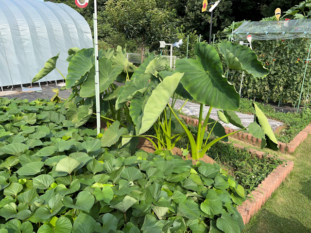 サトイモの種芋親芋を加温して芽出し 土垂れ 植付け