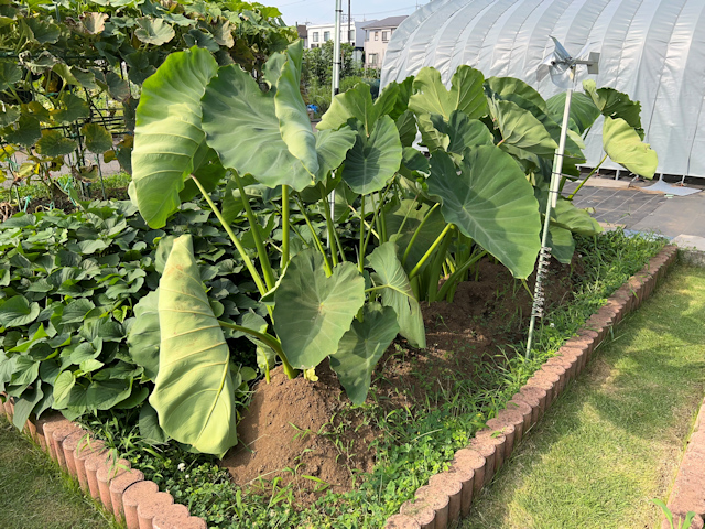 サトイモの種芋親芋を加温して芽出し 土垂れ 植付け