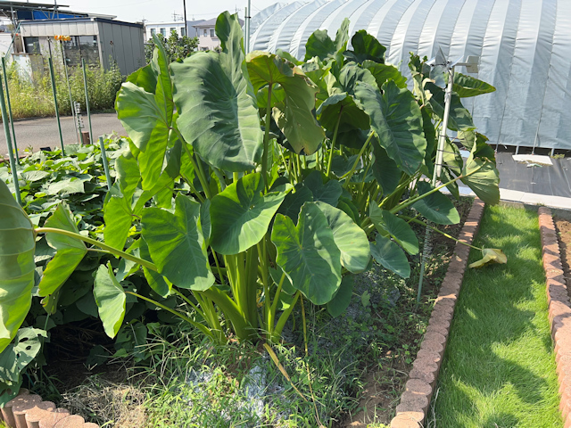 サトイモの種芋親芋を加温して芽出し 土垂れ 植付け