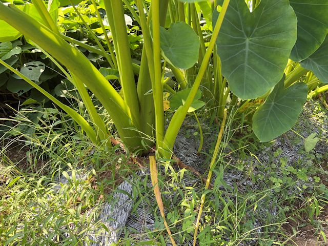 サトイモの種芋親芋を加温して芽出し 土垂れ 植付け