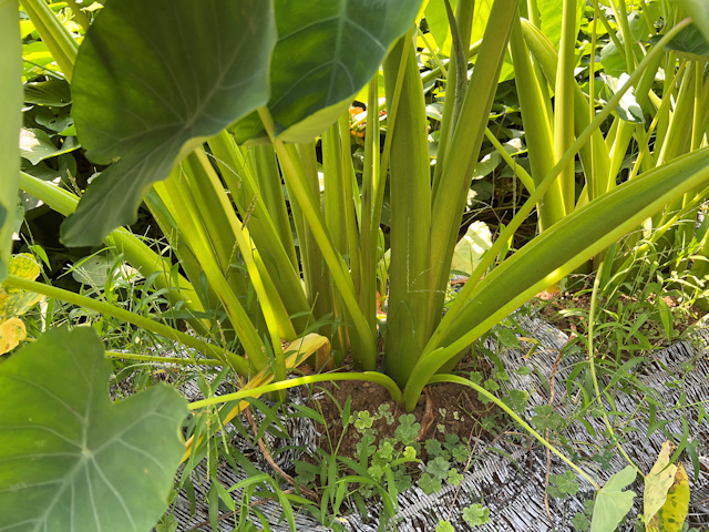 サトイモの種芋親芋を加温して芽出し 土垂れ 植付け