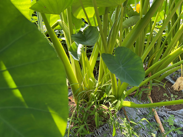 サトイモの種芋親芋を加温して芽出し 土垂れ 植付け