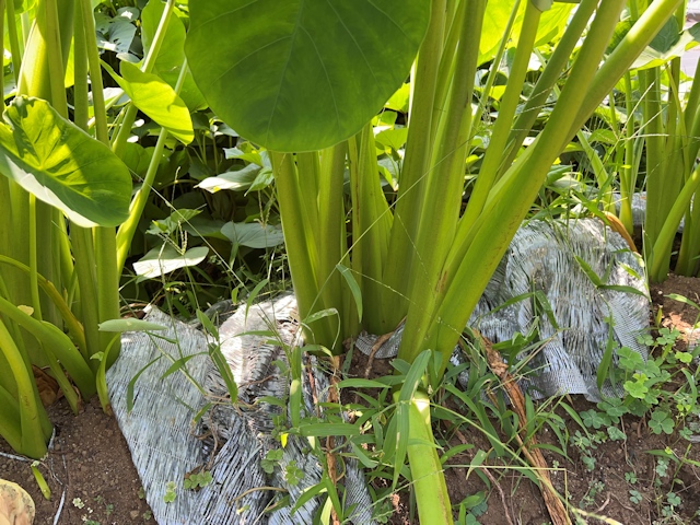 サトイモの種芋親芋を加温して芽出し 土垂れ 植付け