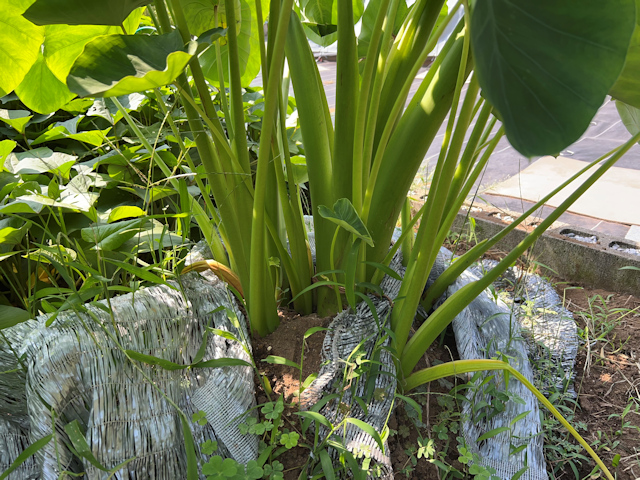 サトイモの種芋親芋を加温して芽出し 土垂れ 植付け