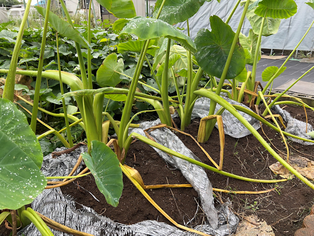 サトイモの種芋親芋を加温して芽出し 土垂れ 植付け