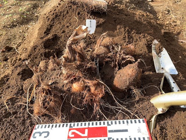 サトイモの種芋親芋を加温して芽出し 土垂れ 植付け